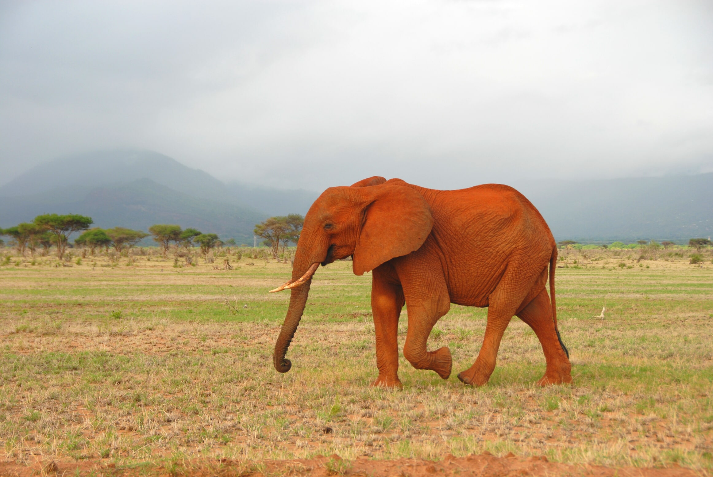 Tsavo National Park