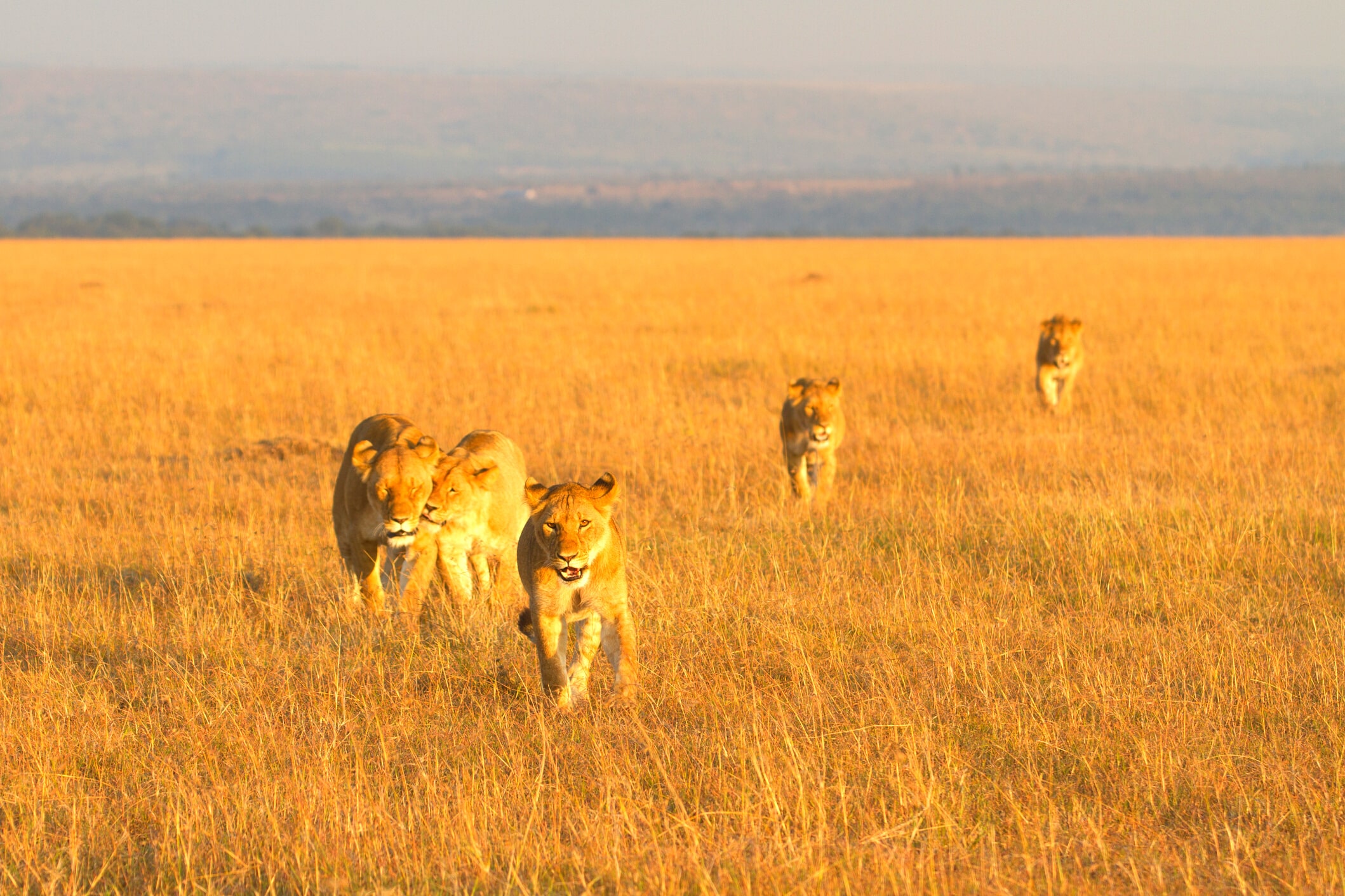 Maasai Mara National Park