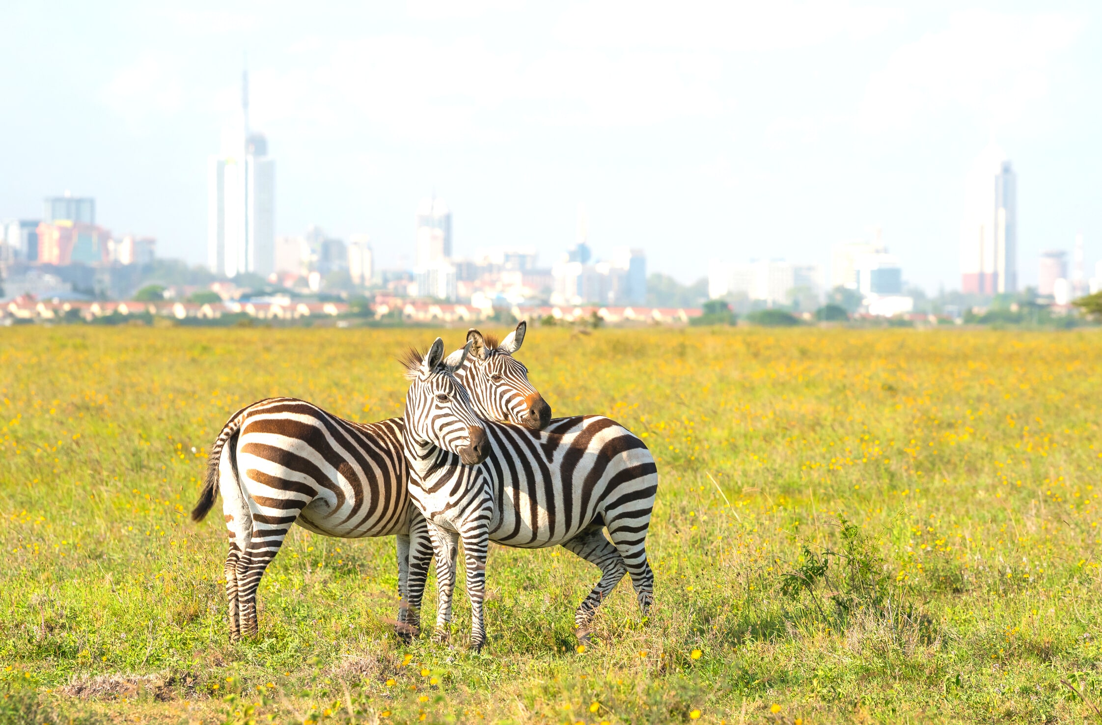 explore with eve - travel packages - Nairobi National Park