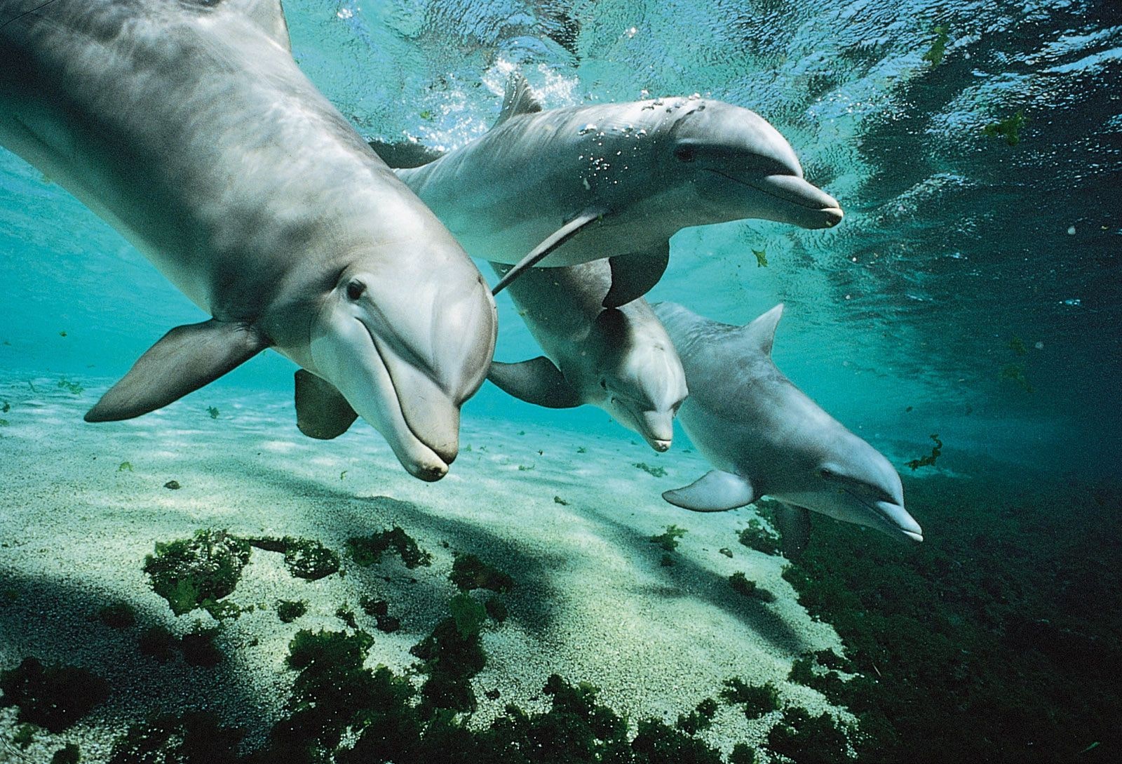 Snorkel with dolphins at Wasini Island