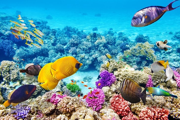 Snorkeling at Robinson's Island