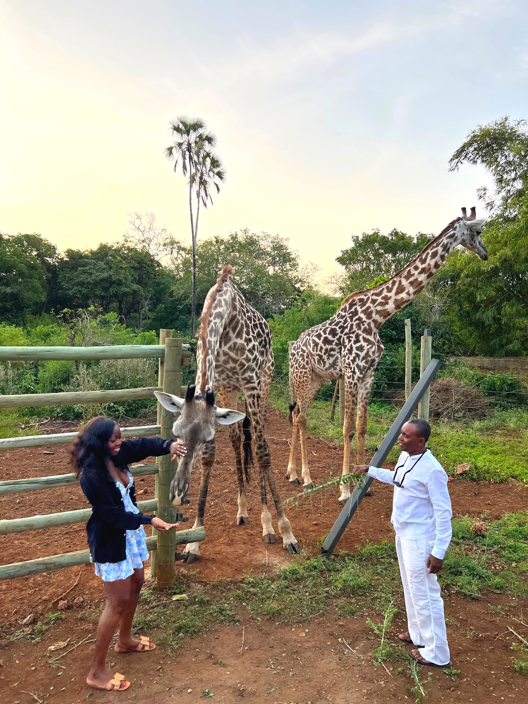 Giraffe Feeding