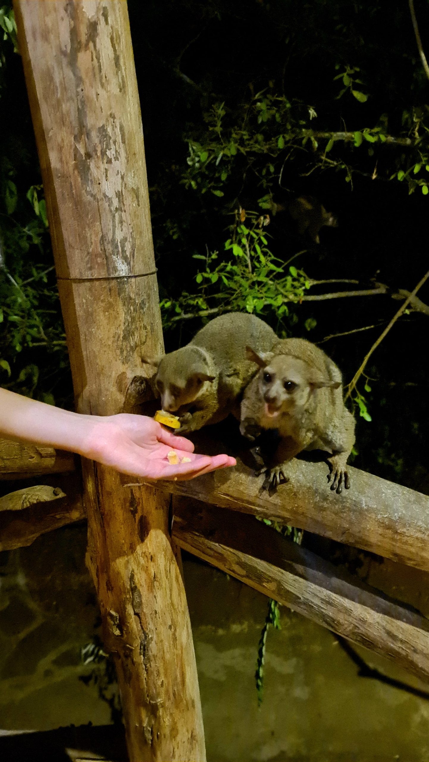 Bush Baby Feeding.