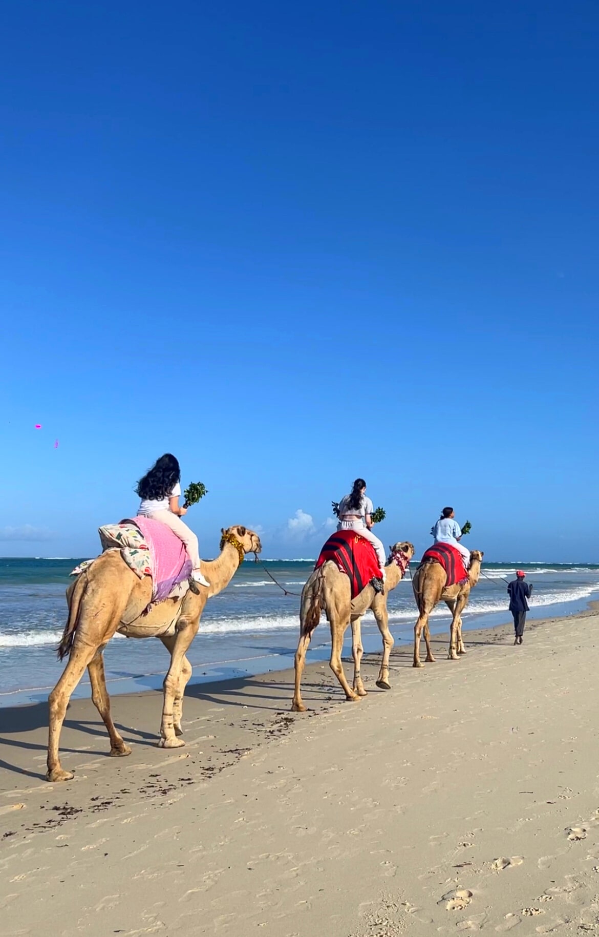 Beach Camel Ride