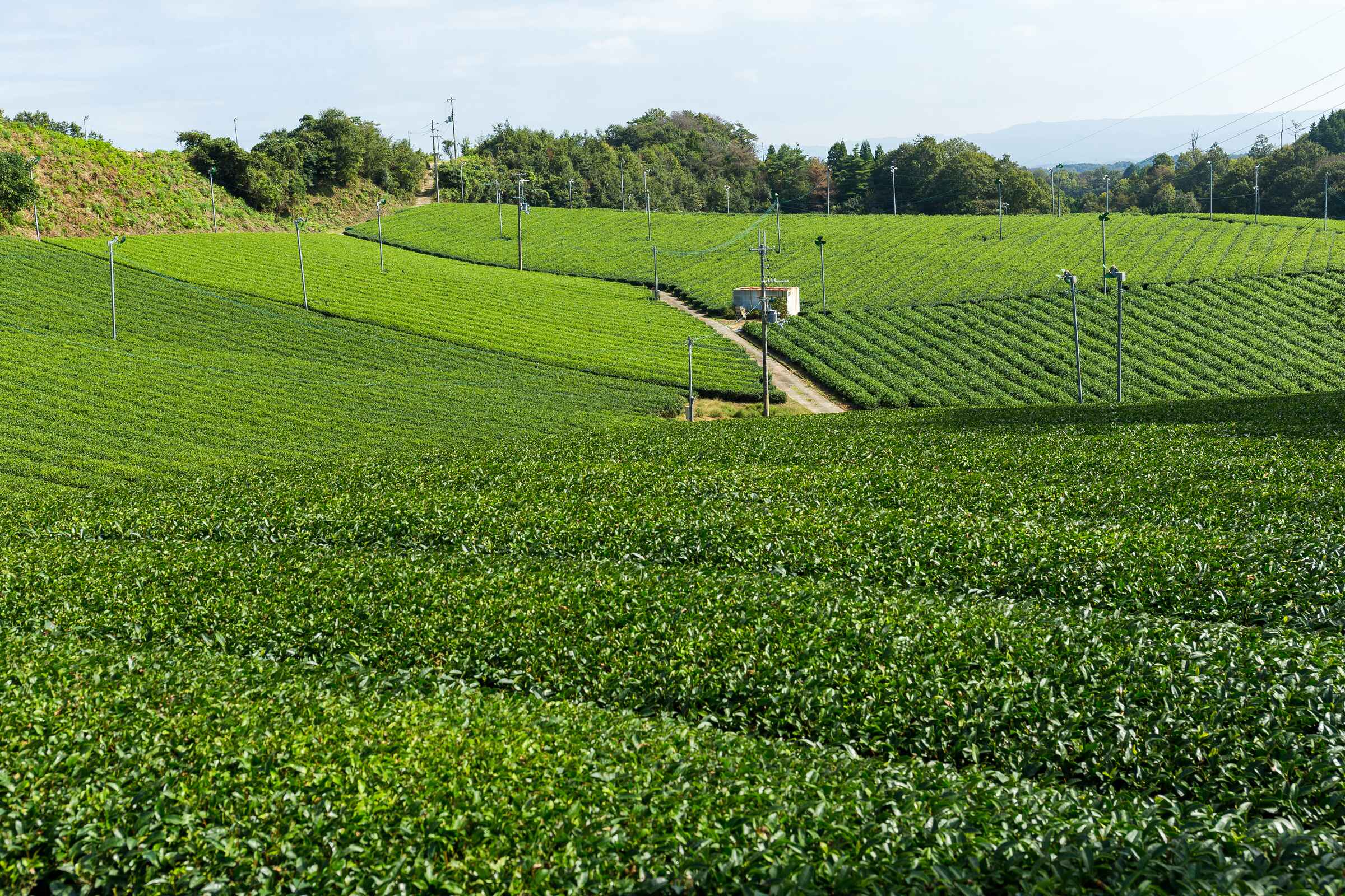 A drive through Limuru tea farms & a visit to Tigoni waterfall.