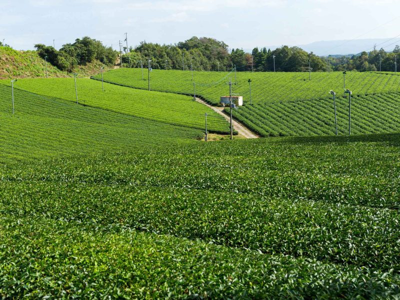 A drive through Limuru tea farms & a visit to Tigoni waterfall.