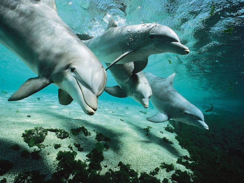 Snorkel with dolphins at Wasini Island