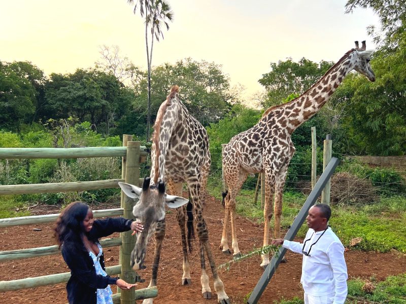 Giraffe Feeding