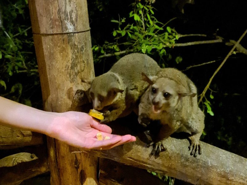 Bush Baby Feeding.