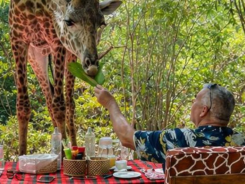 Guest feeding a giraffe while having lunch at the animal park near Diani